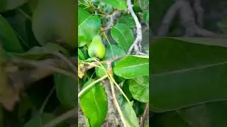 Pear season