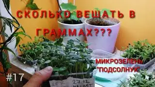 Микрозелень подсолнух / сколько срезки с 12 контейнеров? #17