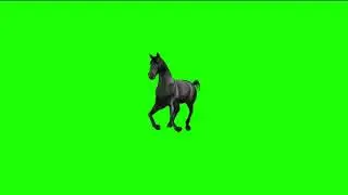 green screen horse || greenscreen videos || freefootage