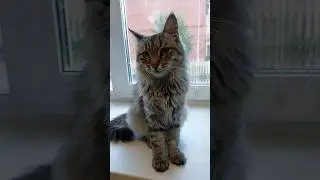 Животные в судный день будут требовать...