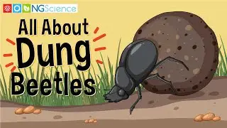 All About Dung Beetles