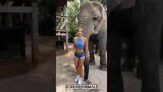 ELEFANTE CURIOSO con BELLA RAGAZZA! 😅 Video DIVERTENTE grande pachiderma