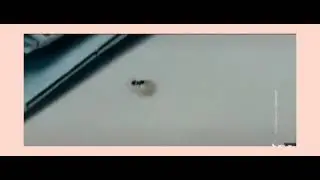 Шок! Муравей украл бриллиант 🐜