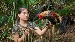 skills, set traps, catch wild chickens alive and bring them home to raise, survival alone