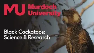 Black Cockatoos: Science and Research