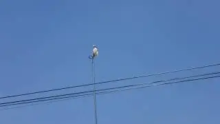 Las antenas LHG 5 son las preferidas por las aves