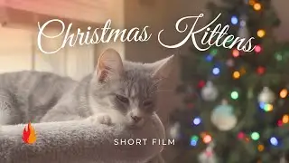 Christmas Kittens | Short Film