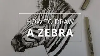 How to Draw a Portrait of a Zebra