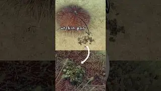 The Accidental Discovery Inside Sea Urchin Poop