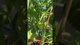 Tomatoes and peppers in full swing!