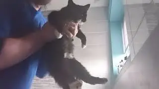 Dramatic Cat Frejya Doesn't Like Being Picked Up.