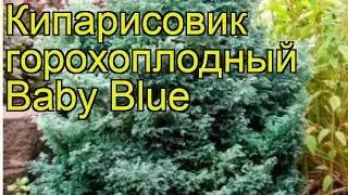 Кипарисовик горохоплодный Беби Блю. Краткий обзор, описание chamaecyparis pisifera Baby Blue