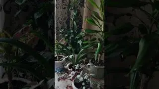 Обычные цветы - подписывайтесь