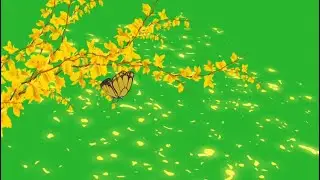 Tree falling branch leaves green screen , yellow cherry blossoms green screen no copyright