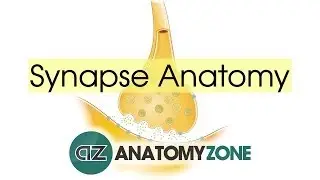 Synapse Structure - Neuroanatomy Basics