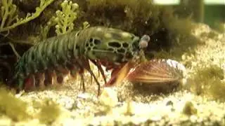 Mantis Shrimp Destroys Clam