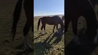 Лошадки!!!