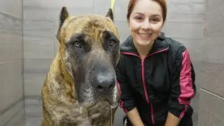 The POWERFUL Perro de Presa Canario 😐