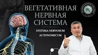 Вегетативная нервная система. Симпатическая и парасимпатическая части