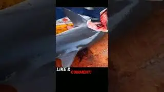 shark 🦈 cutting skill||#shark||#fish||#hardskin||#dangerous😋🥵🥴||#shorts