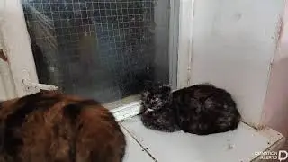 четверг кошки