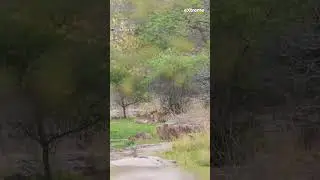 Wait For The End | Tiger eats Leopard