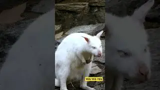 White Kangroo Dancing Funny Animals