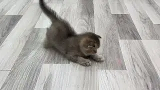 Funny kitten plays with laser toys