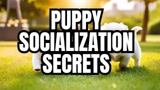 Perfecting Puppy Socialization  Tips and Tricks