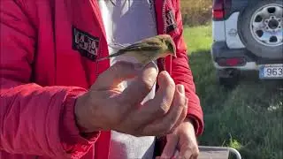 Mosquitero común anillado en Dinamarca recuperado en las Lagunas de La Guardia (Toledo) 27-10-2024