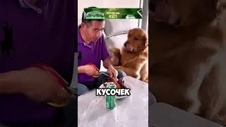 неожиданный поступок пса 🐕🐕 