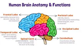 brain anatomy and function - functions of the brain - functions of brain lobes - parts of brain