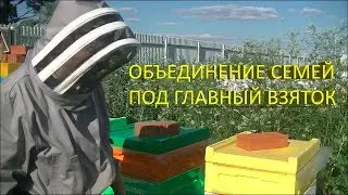 🌼 Объединение семей под медосбор 🌼