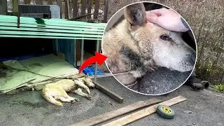 After 11 years of being chained, the dog thought he would be free, but suffering came