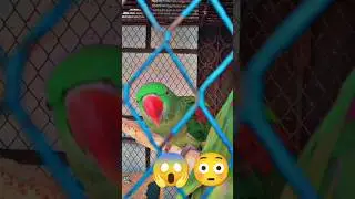 FUNNY 😂🤣 TALKING PARROT Cute 🥰🐣🐈🐥