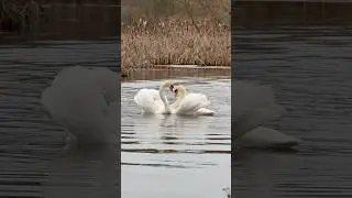 Лебедь прилетел к любимой этой весной. #лебедь #birds #swans #милоевидео #swan #nature #бит #🦢🤍🦢