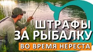 Внимание! Какие ШТРАФЫ ЗА РЫБАЛКУ во время НЕРЕСТА в 2020.  Рыболовные снасти Deki Orka