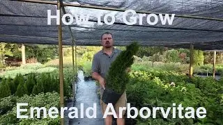 How to grow Emerald Arborvitae (Thuja occidentalis 'Smaragd') with detailed description