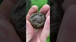 Поиск с металлоискателем!!! #xp #metaldetecting #клад #коп #серебро #медали #coin #металлоискатель