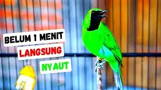 Pancingan Cucak Ijo Gacor Ini Efektif dan Cepat Buat Menaikan Emosi Ijo Mana Saja Agar Tarung