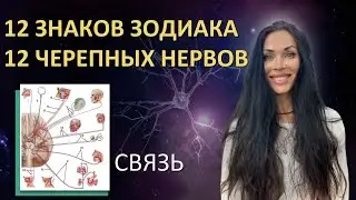 12 Черепных нервов и 12 Знаков зодиака. Подобие | Astrogreen