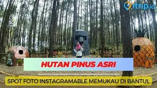 Hutan Pinus Asri, Spot Foto Instagramable dengan View Alam Memukau di Bantul