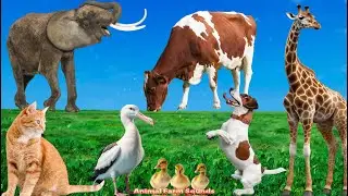 Animal Sounds Around Us: Cow, Dog, Cat, Sheep, Horse, Goat  - Animal Sounds