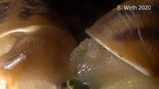 Copulation details of snail Cornu aspersum (4K)