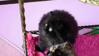 Periwinkle's Six Week Old Tortoiseshell and Black Persian Kittens