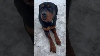 Миранины лапки #dog #rottweiler #funnyshorts #finnyvideo #funny #собака #денисыч