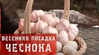 Весенняя посадка чеснока