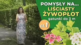 Jakie rośliny na żywopłot? cz.1. — Żywopłoty liściaste do 3 m