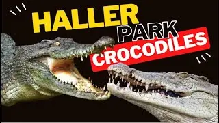 Giant Crocodiles at Haller Park, Mombasa- Kenya