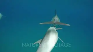 Bottlenose dolphin nursing